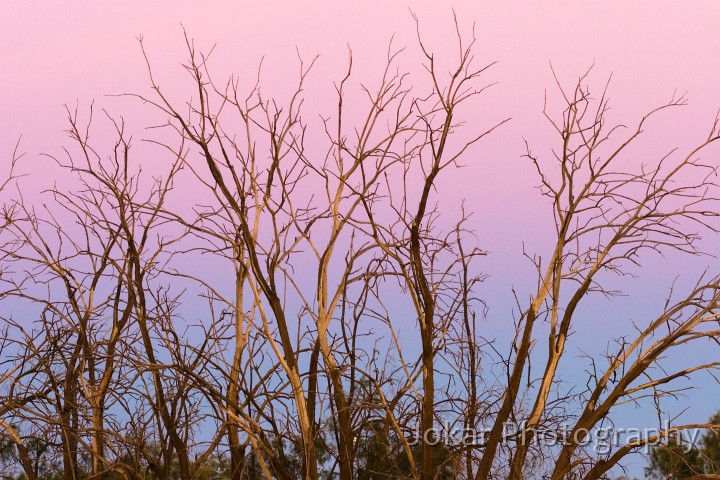 Lake Eyre (Day 2)_20070407_015.jpg - Sunrise trees, Maree